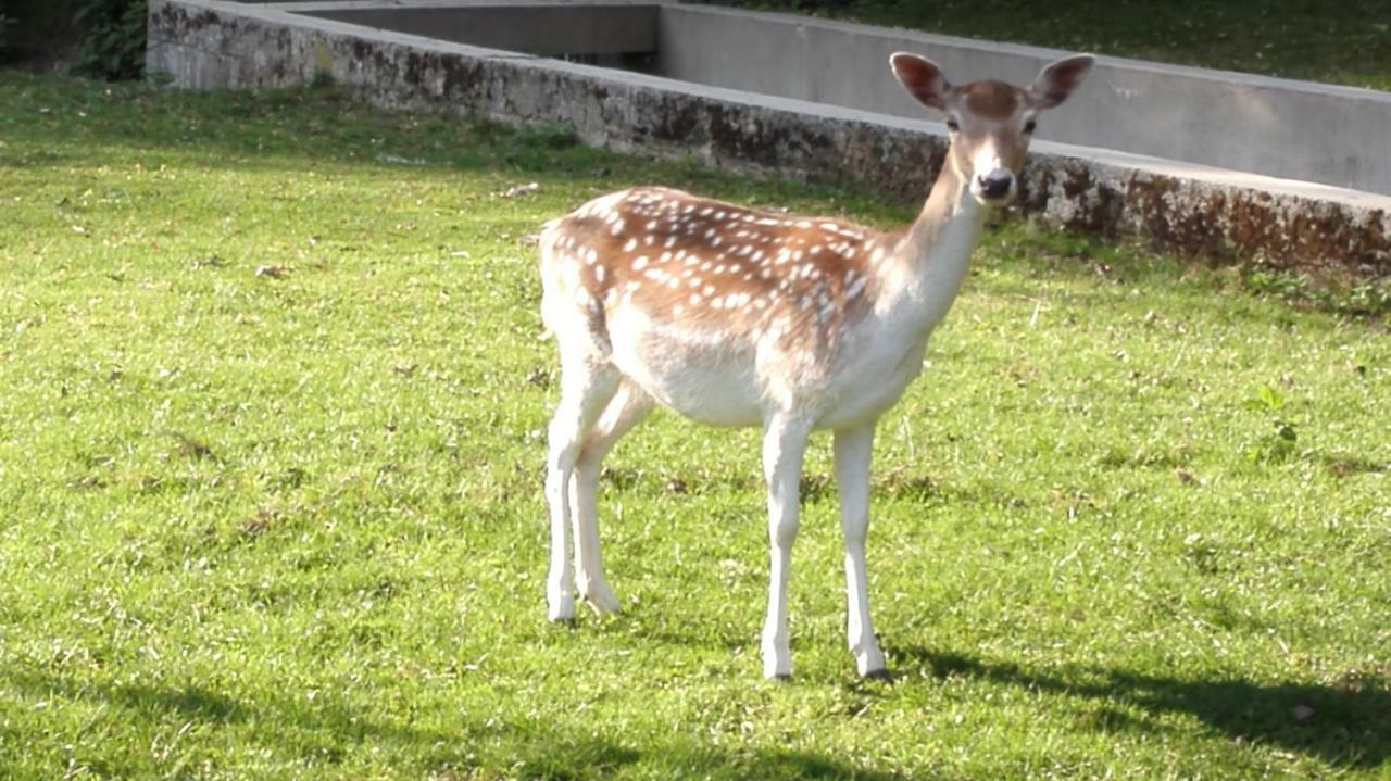 Domacija Bubec Villa Ilirska Bistrica Kültér fotó